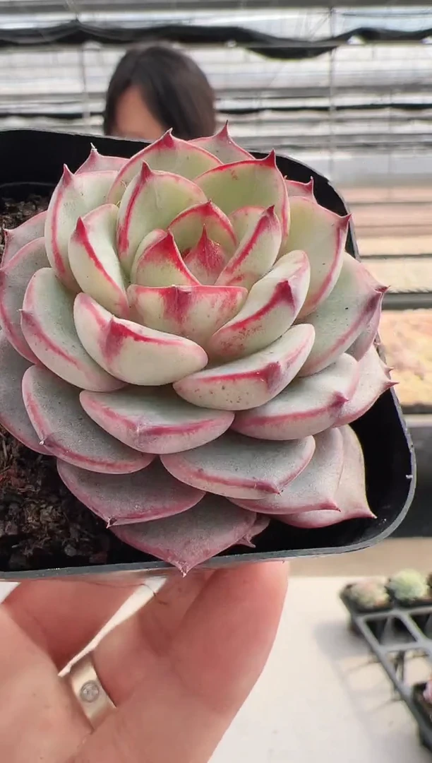 【闪购商品】墨羽D-2