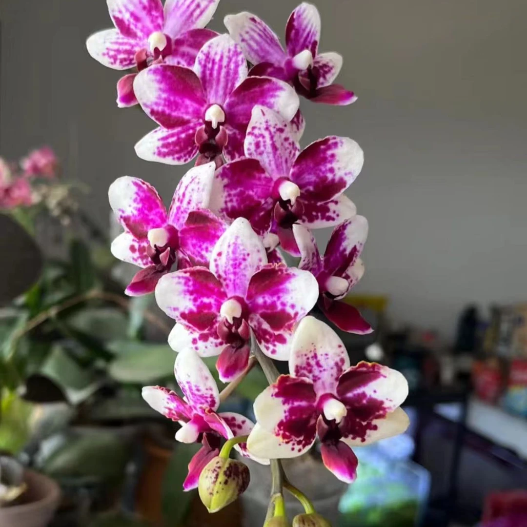 幽香型超香【紫钻】蜡质花1花剑蝴蝶兰 花期7个月左右2.8寸