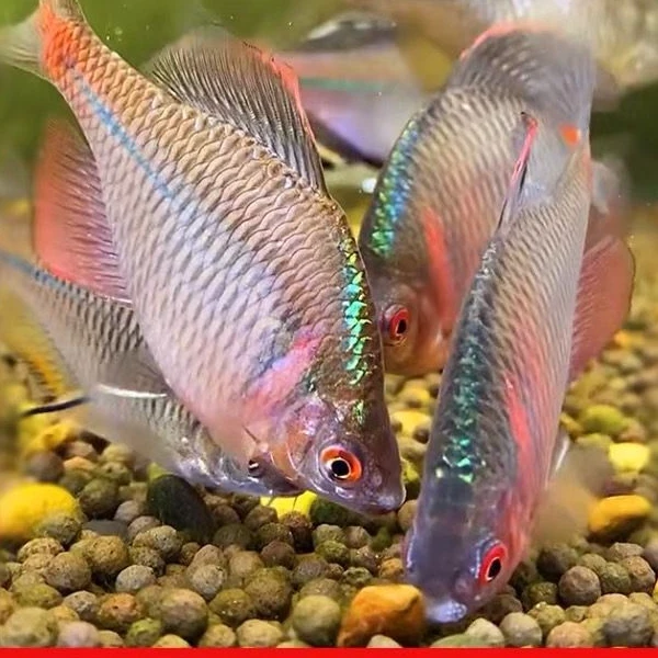 好养淡水观赏鳑鲏鱼七彩石旁皮除藻冷水鱼活体小型鱼苗原生群游鱼