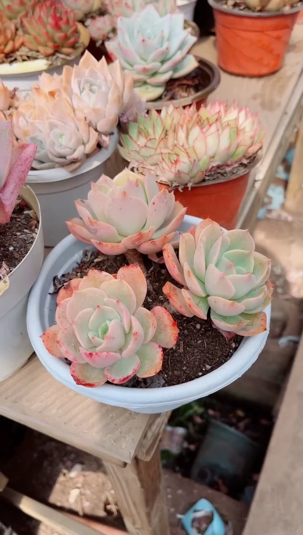 【闪购商品】04256多肉