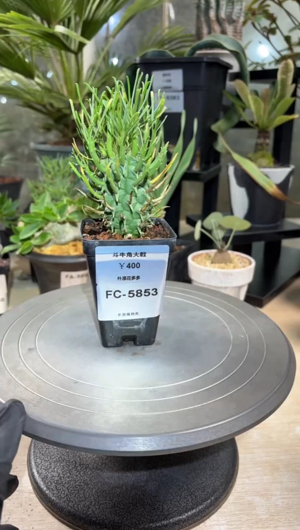 斗牛角大戟FC-5853