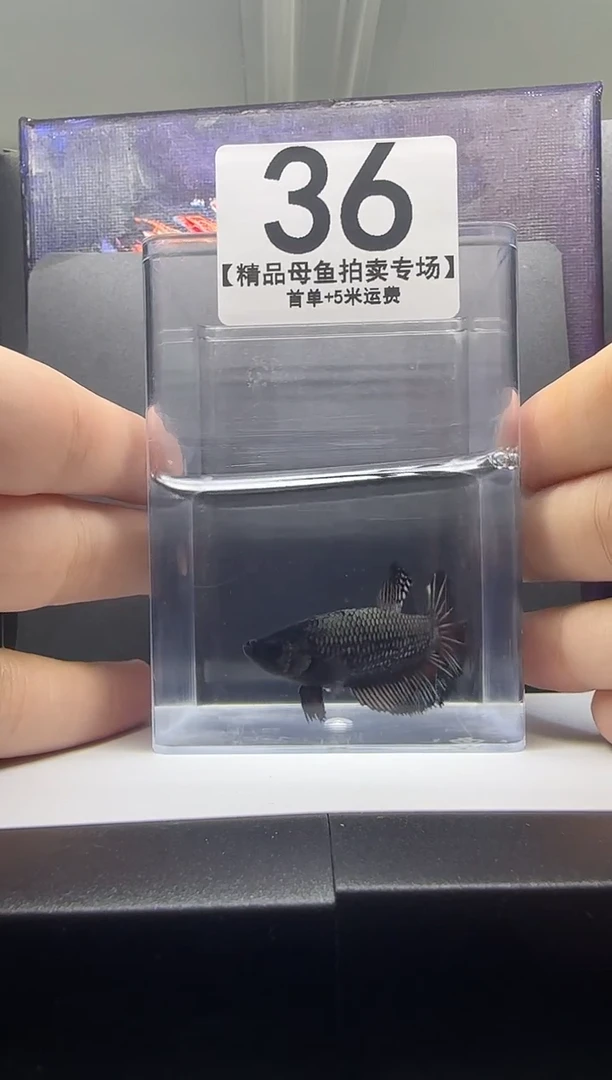 斗鱼母鱼编号：36