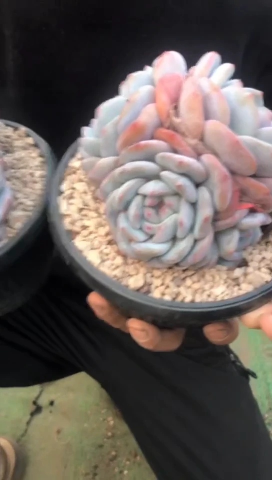 【闪购商品】三头石榴籽橙梦露