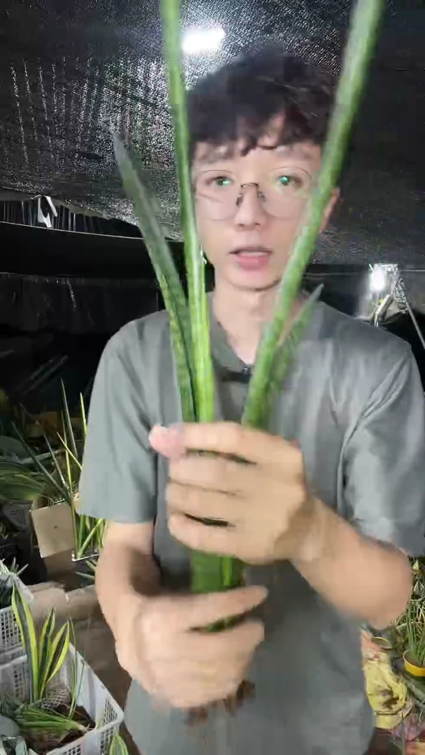 矮人虎皮兰裸根13.8
