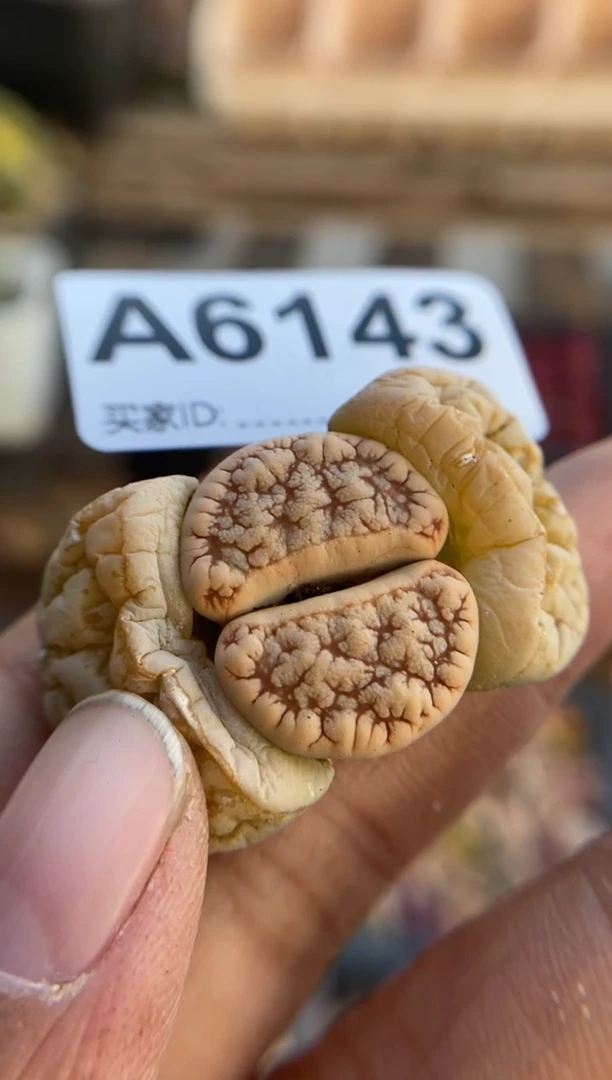 【闪购商品】6143直播一物一拍