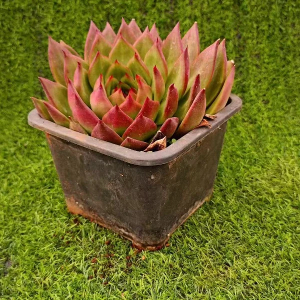 单头弗兰克 新手必拍 好看好养 精品多肉植物 云南发货