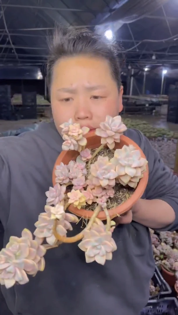 【闪购商品】30-老桩美杏锦7.8