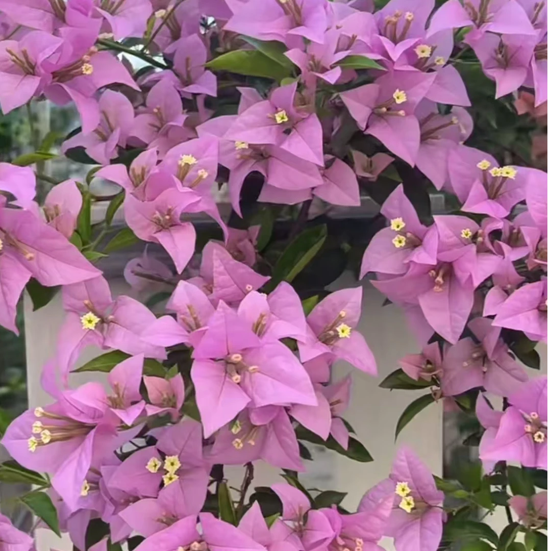 【赛弗里】不掉花，大花大叶，枝条柔软飘逸，原生一加仑三角梅！