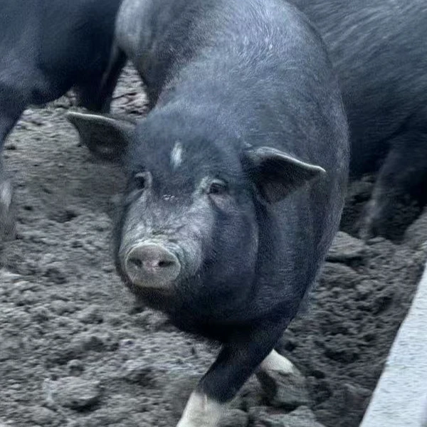 【一物一拍】高山散养藏香猪-腿肉（顺丰冷链生鲜包邮）