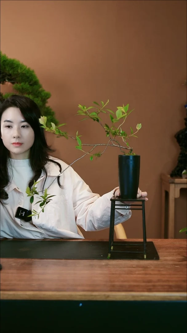 【闪购商品】盆景春花