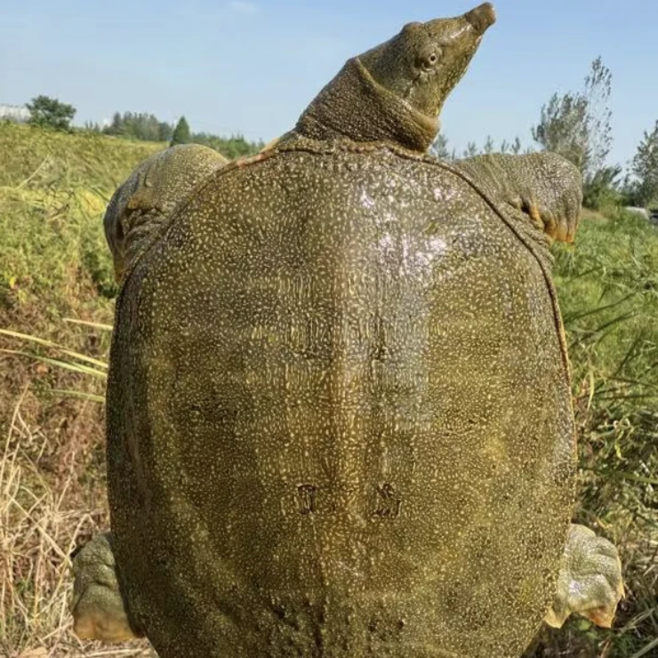 【4】6-7正宗外塘生态黄背黄肚甲鱼顺丰鲜活到家