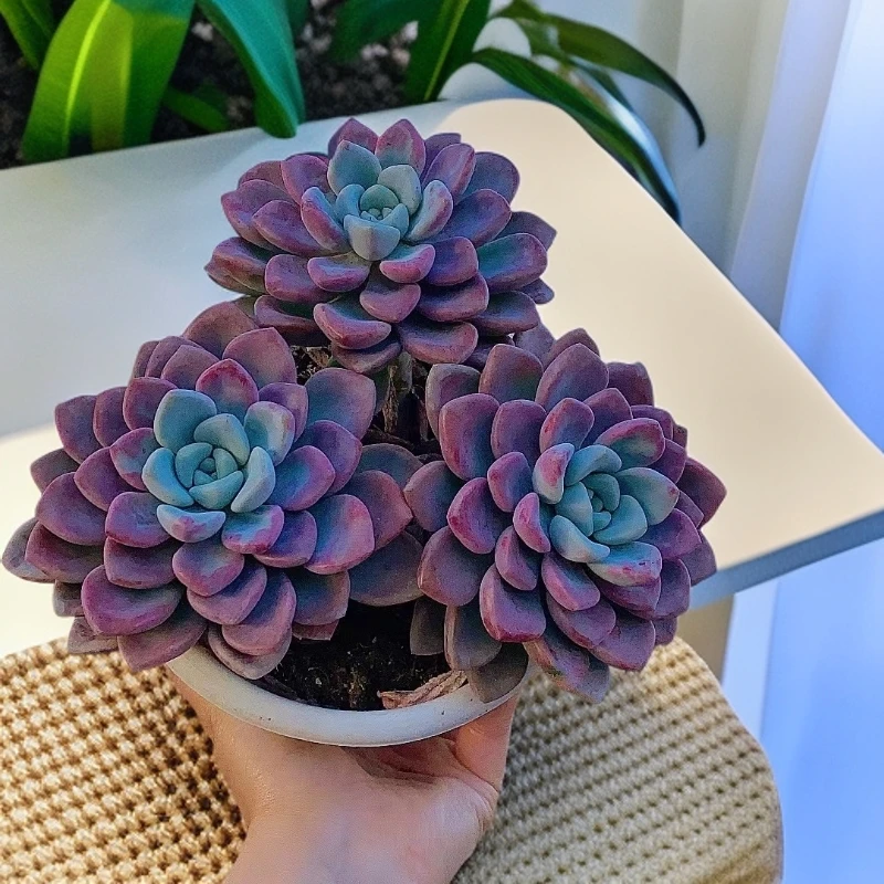 花斑鹿 3头起  脱土发  多肉植物【满15包邮】易老桩好看 好养红色
