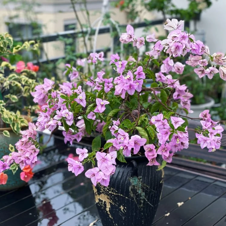 盆苗［雪紫］勤花品种三角梅四季勤花好养易活L