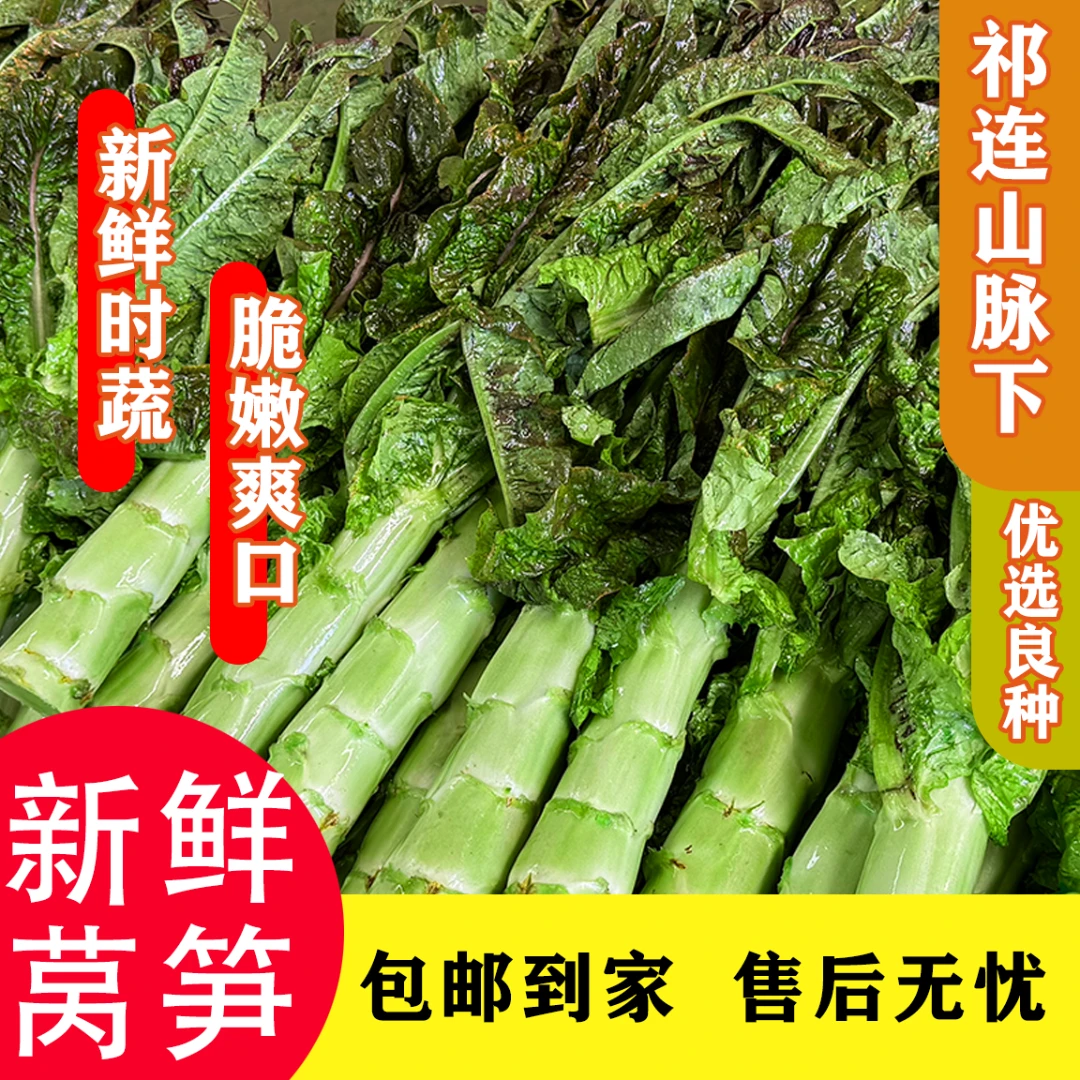 【甘肃高原莴笋】现摘现发新鲜莴笋农家自种精品绿心现砍现发