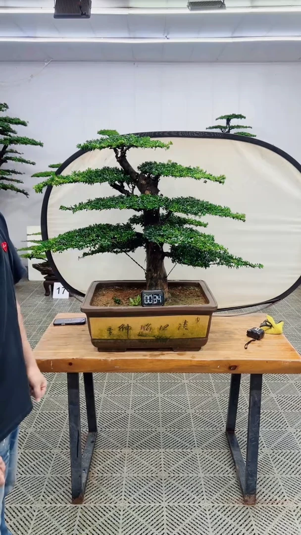 无花朵造型盆景一物一拍