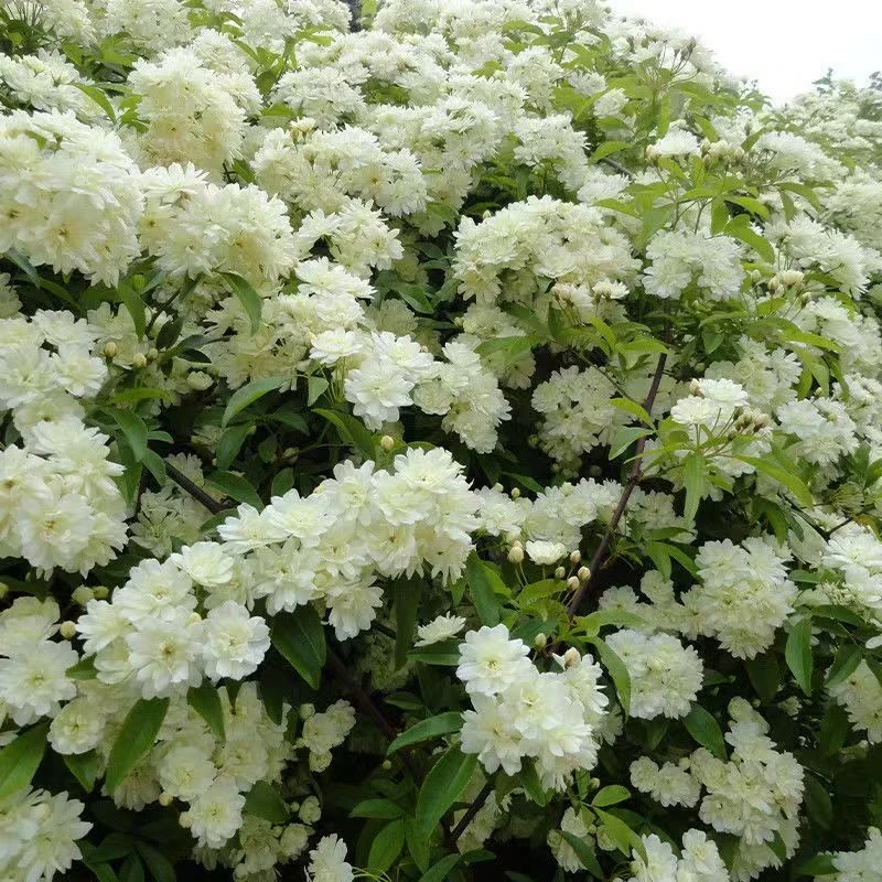 白木香 爬藤木香 庭院植物