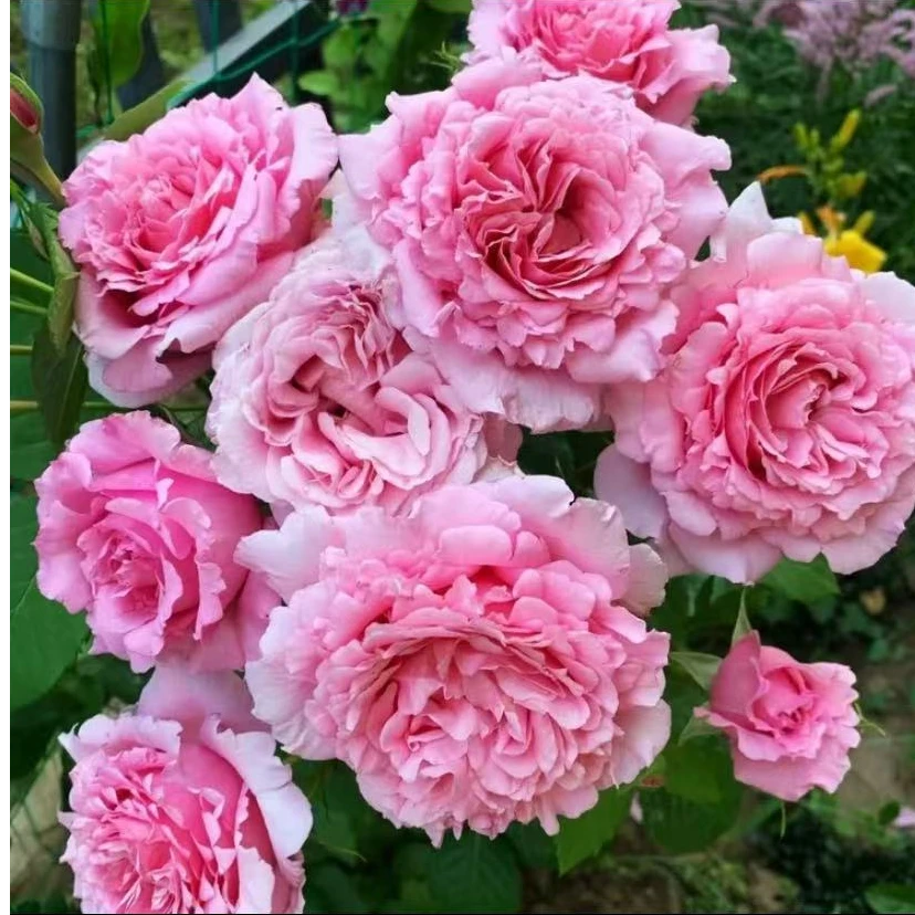 欢迎 月季盆栽花苗耐热抗病性好