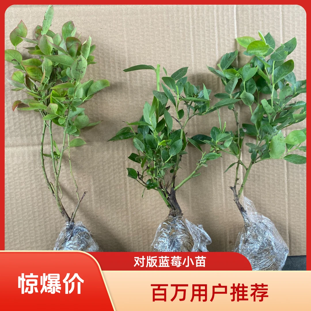 蓝莓小苗果苗蓝莓苗盆栽地栽南北方种植多年生果树苗庭院阳台