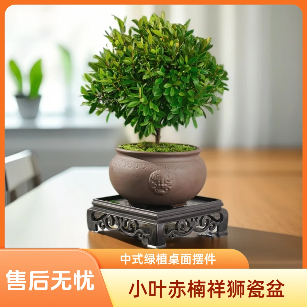【祥狮报喜】小叶赤楠盆景植物办公室内家居中式绿植盆栽摆件茶桌