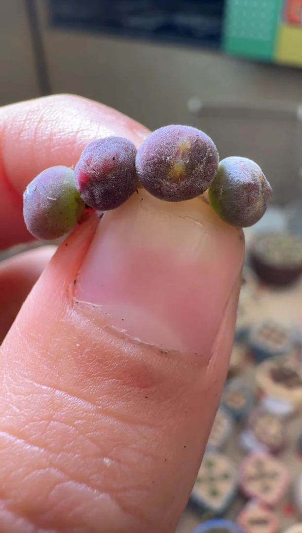 117多肉植物肉锥空蝉一颗