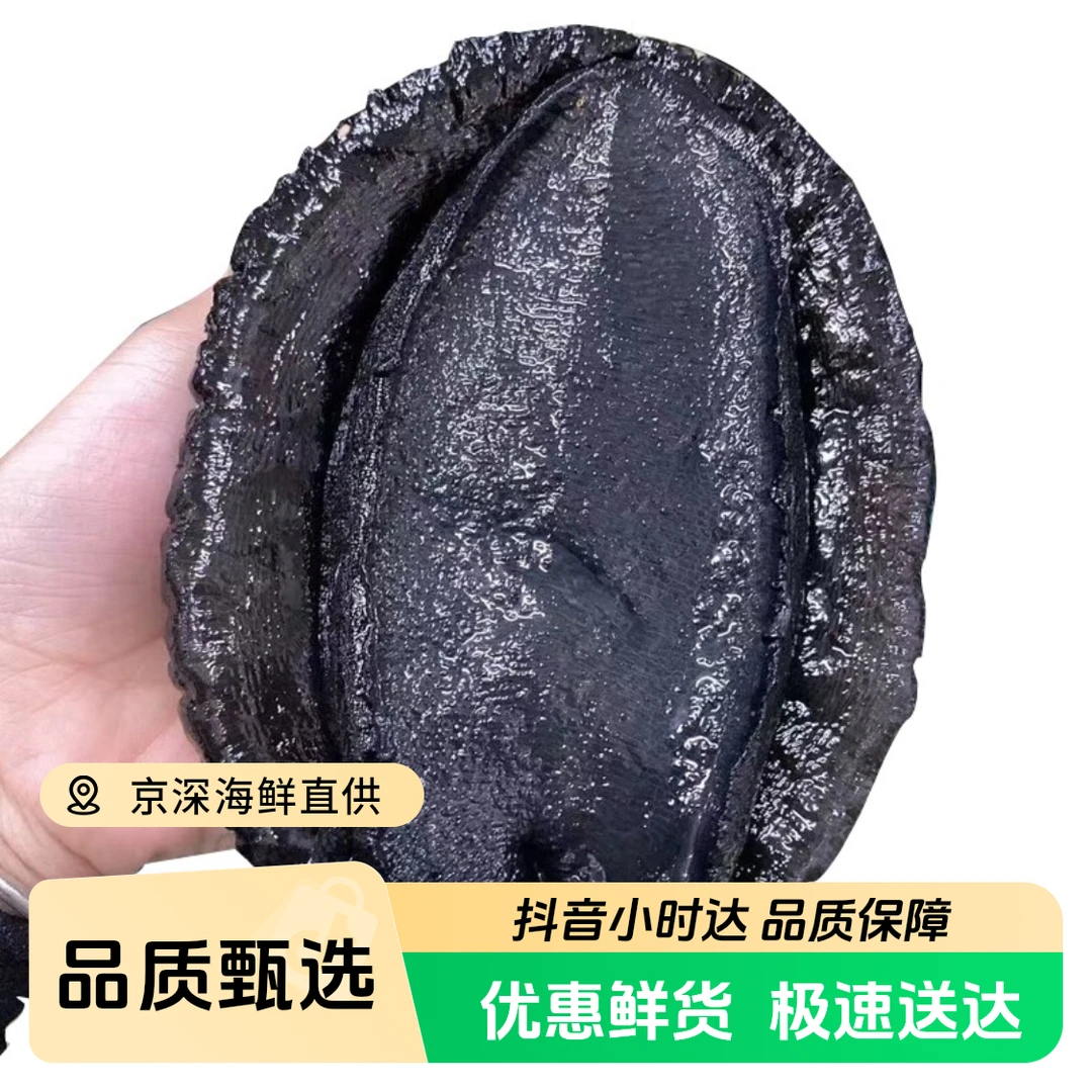 【鲜活】黑金鲍 深海大鲍鱼