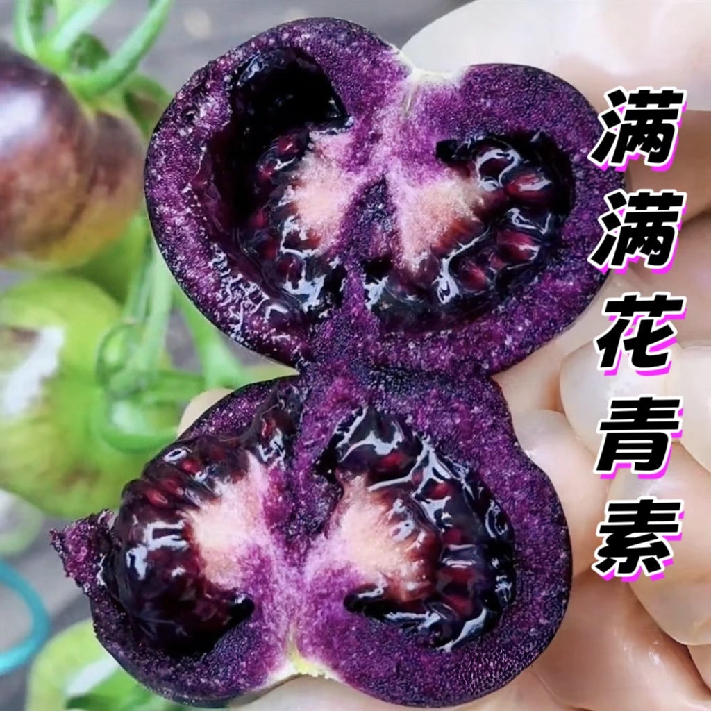 黑宝石黑色小番茄高花青素低热量代餐加餐随便吃
