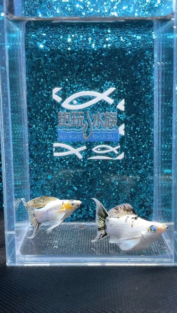 孔雀鱼玛丽三色一对