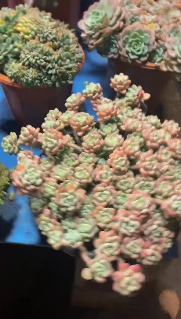 F****d24005劳尔多肉