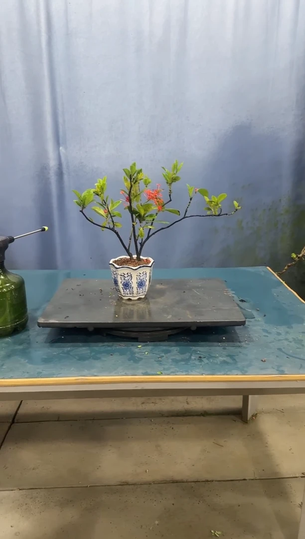 无花朵龙船花龙船花龙船花龙船花龙船花