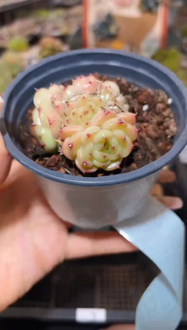 【闪购商品】129小Y不包整