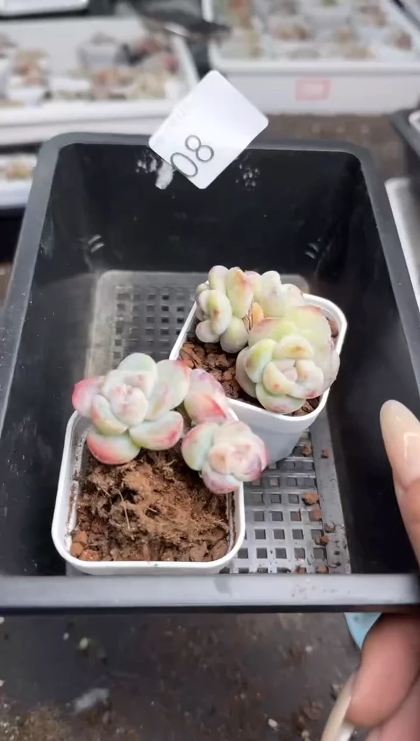 【闪购商品】208号到手1框--江北多肉