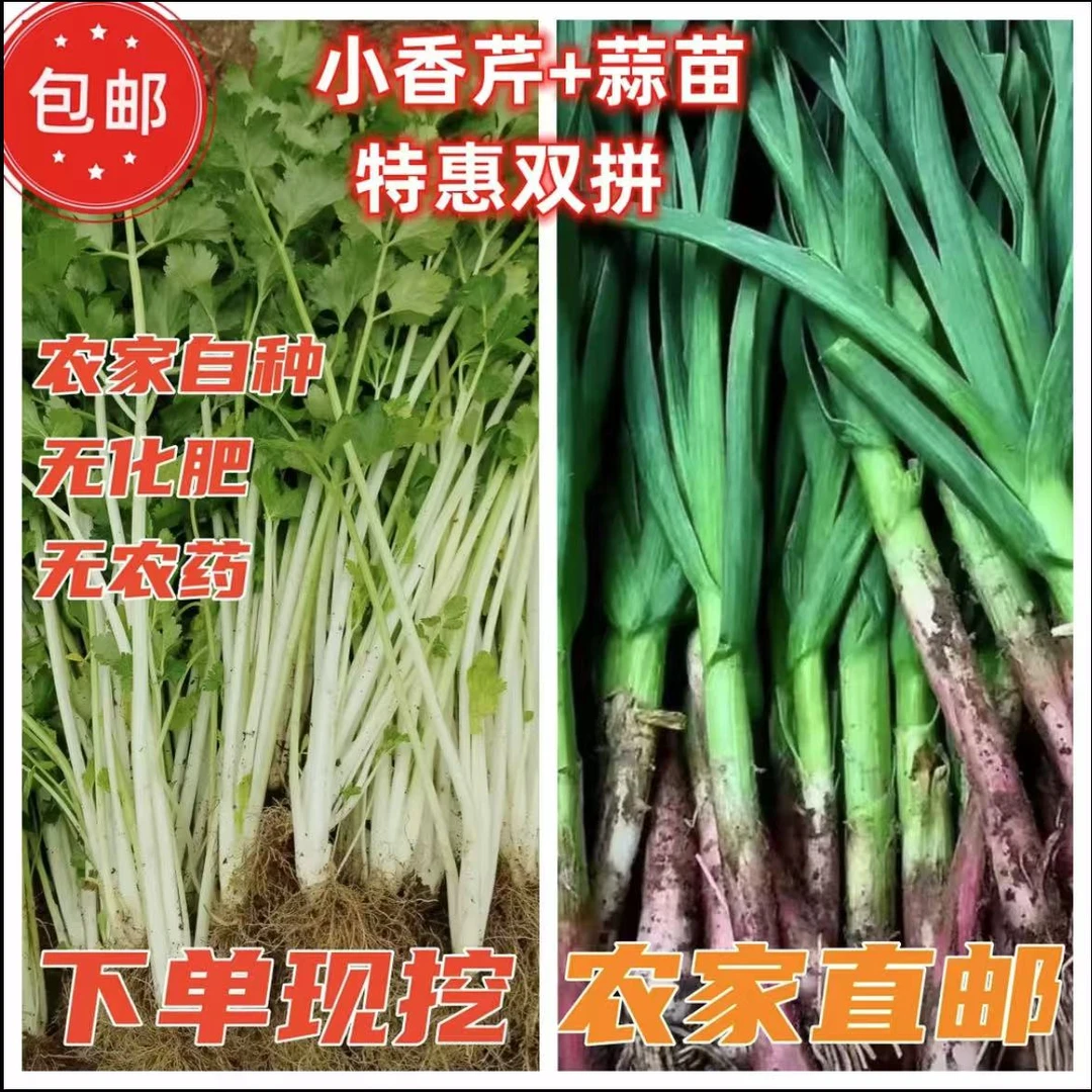 C农家自种新鲜小香芹蒜苗