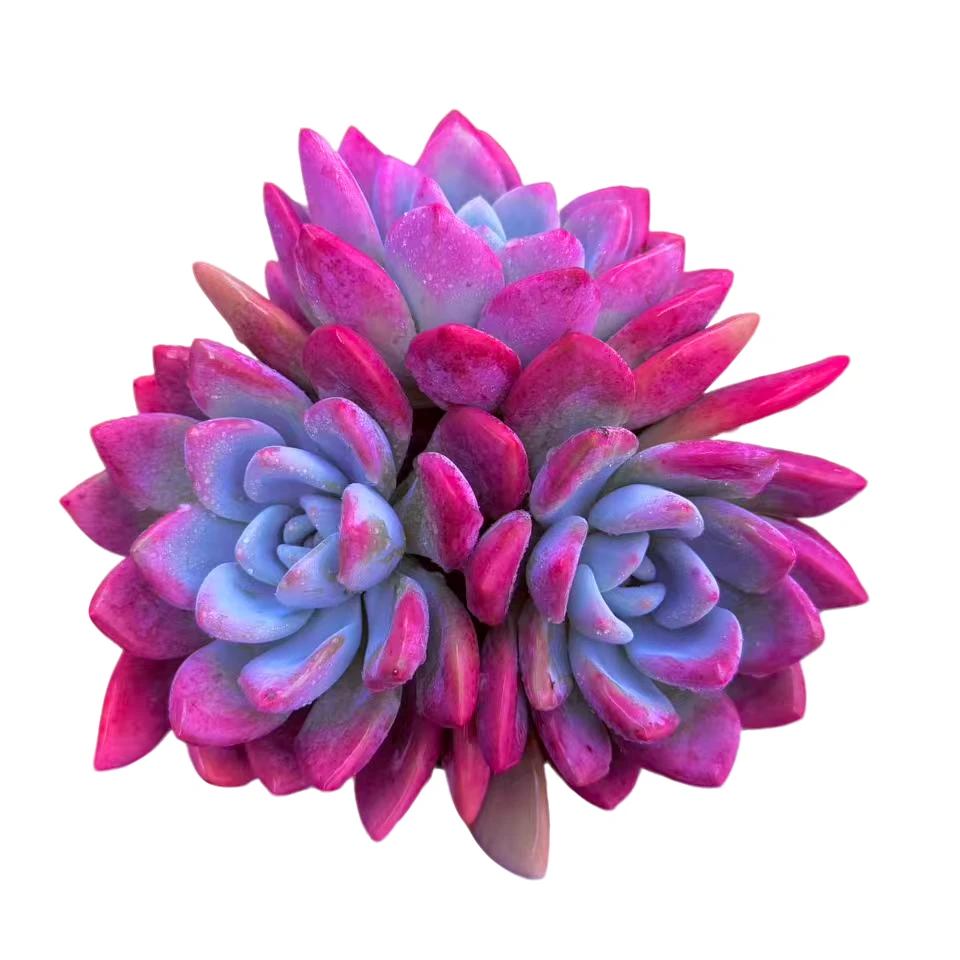 奥普琳娜精品多肉  新手好养 满9.9包邮以直播间为标准发货精选