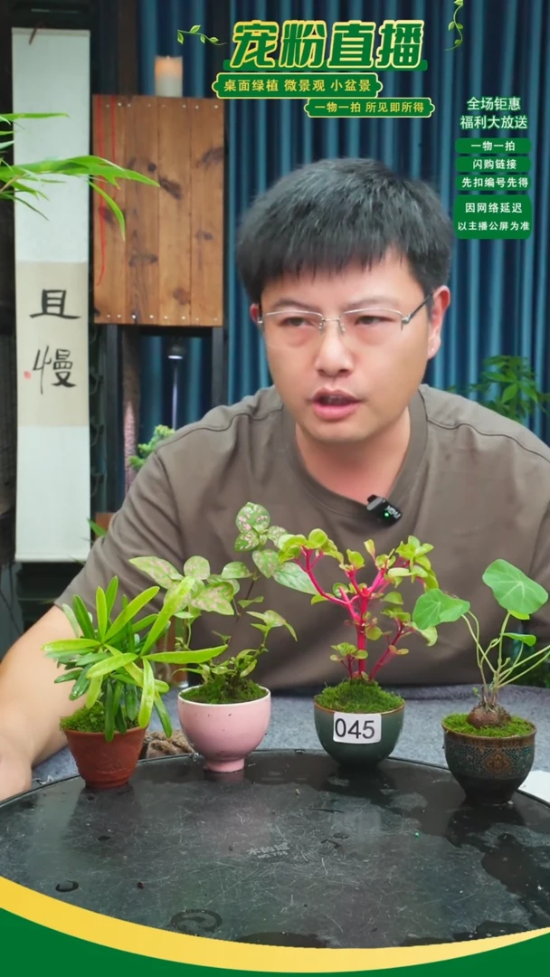 无花朵楼*苔藓微景观045号