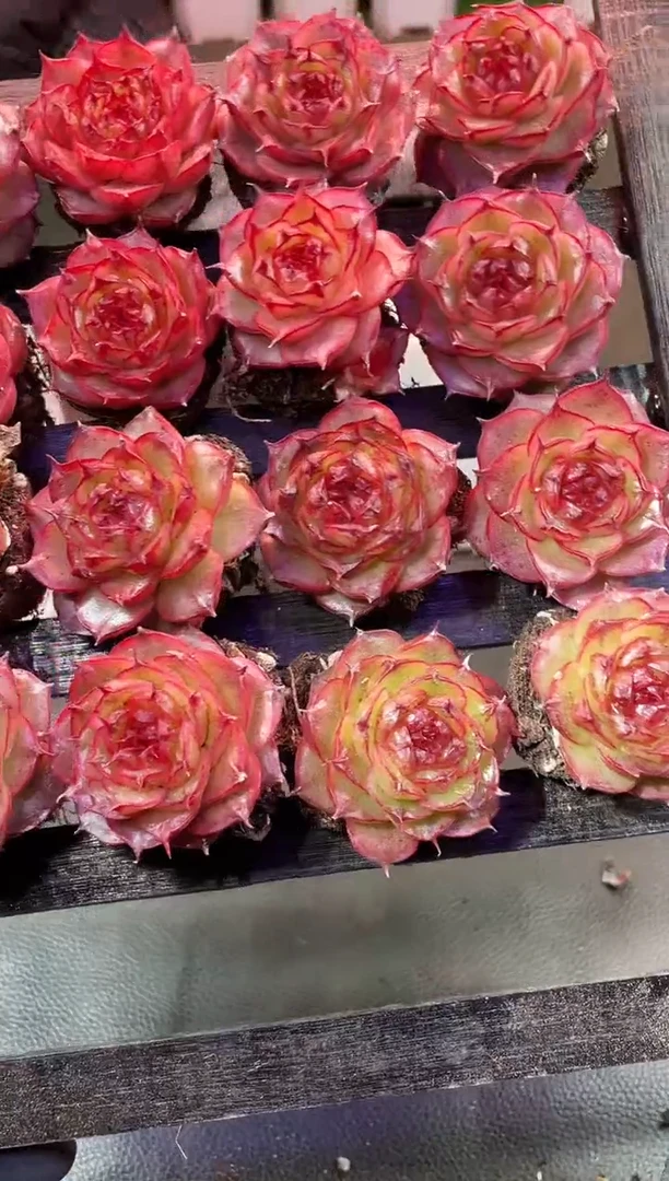 33-75 极光3-4厘米量拍发一颗