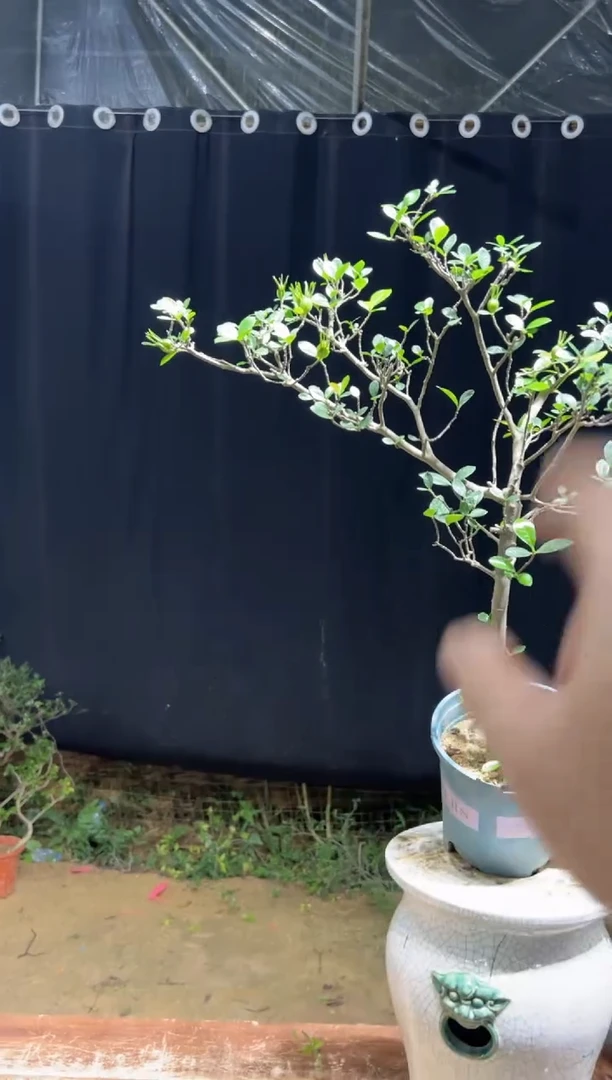 当前无花栽培后可以开花先*哥海岛栀子花