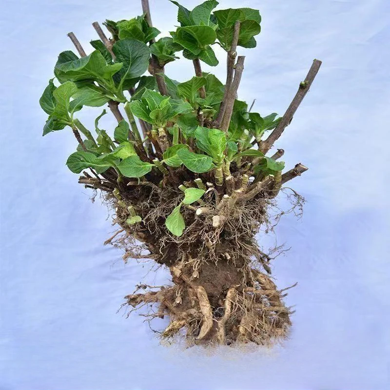 【不活可补】绣球花老桩苗对版无尽夏四季开花耐寒花卉阳台绿植