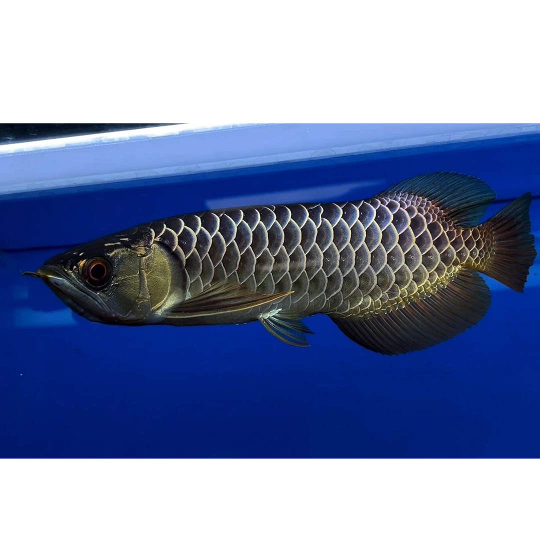 编号591 精品古典过背金龙鱼