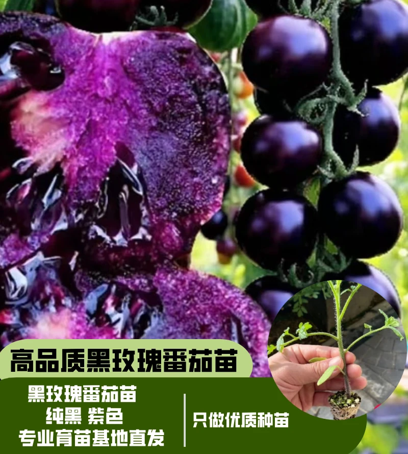 新品纯黑紫色黑玫瑰番茄秧苗包对版纯黑果黑珍珠圣女果西红柿苗