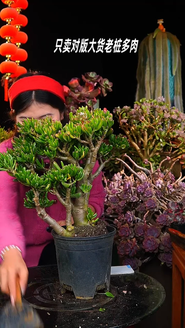 【闪购商品】超大吸财树16号