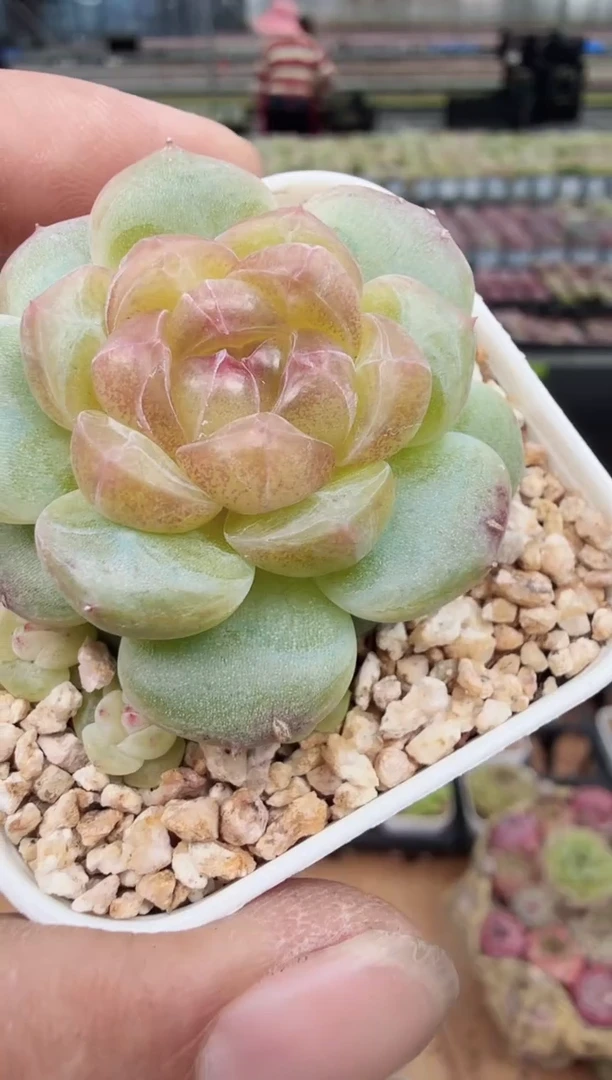 东云多肉园新款-157