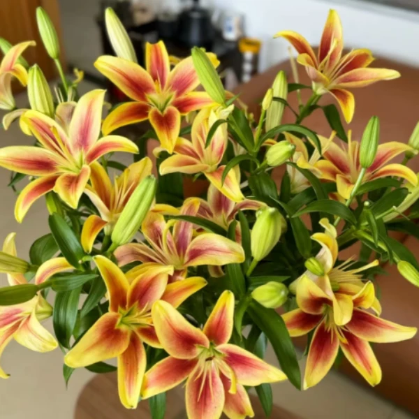 皇冠 无香味亚百合 任意2单顺丰/德邦 送货上门 云南鲜花