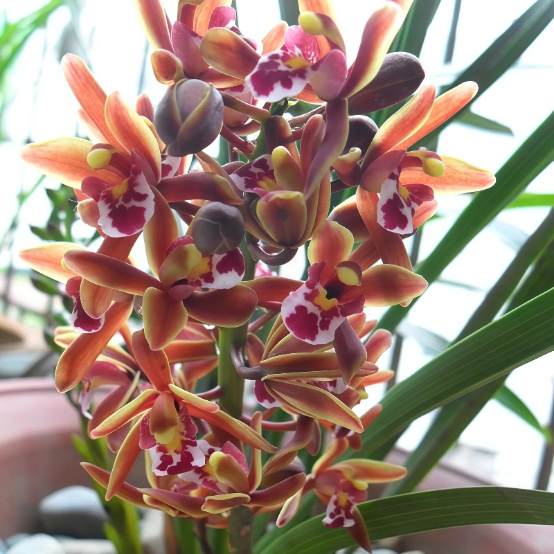 【蜜蜂兰】建兰兰花苗室内室外绿植花卉盆栽基地直发易养活净化空气