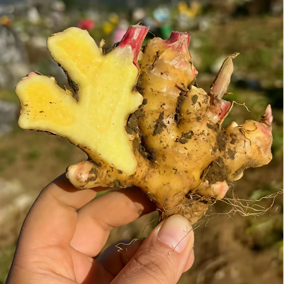 云南高山种植新鲜现挖嫩小黄姜当季蔬菜可做泡姜辛辣十足