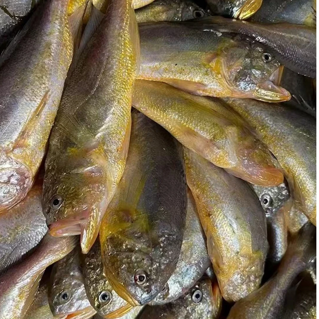 大连本地大头宝 梅童鱼 速冻干冰发货 净重4斤