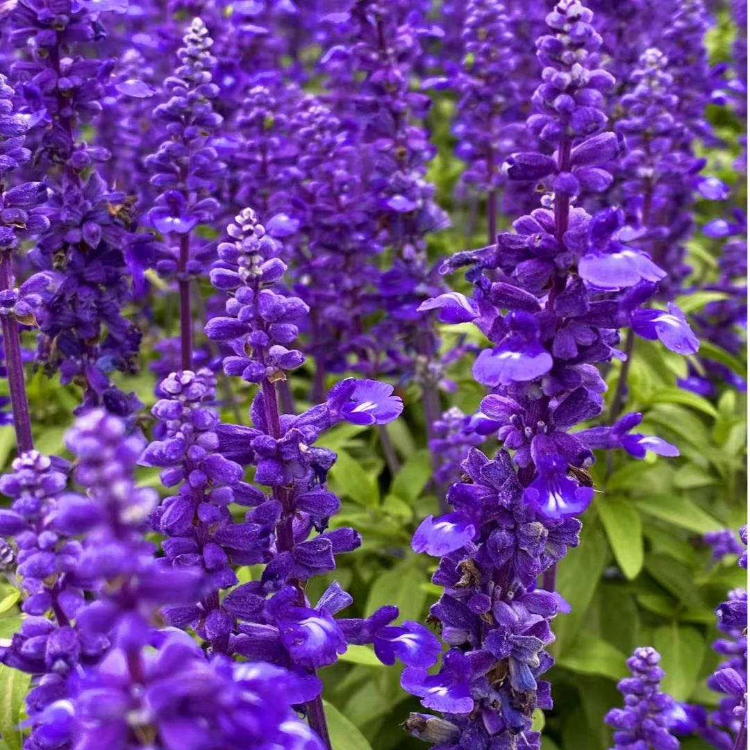 萨利芳鼠尾草庭院地栽阳台盆栽多年生耐热好养花期长