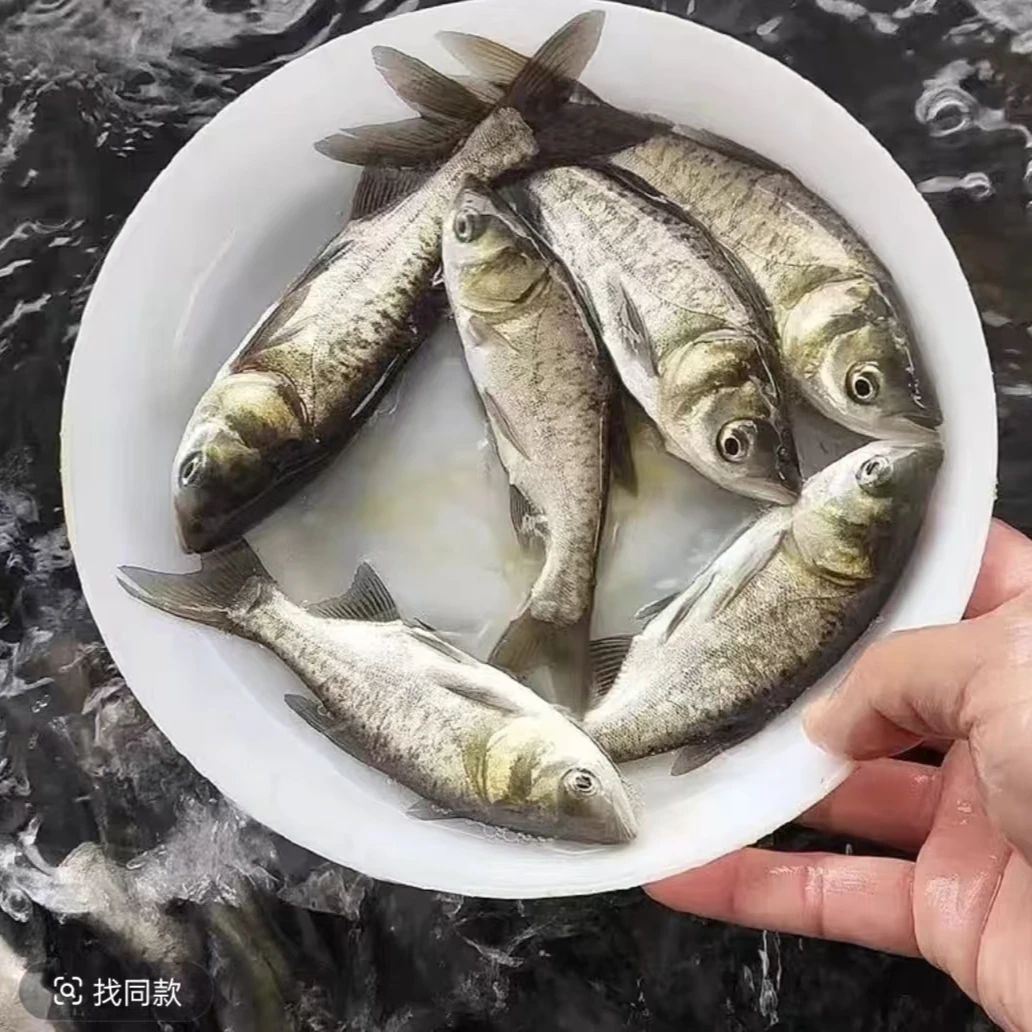 活体鱼四川花鲢鱼大头鱼观赏水族淡水饲养