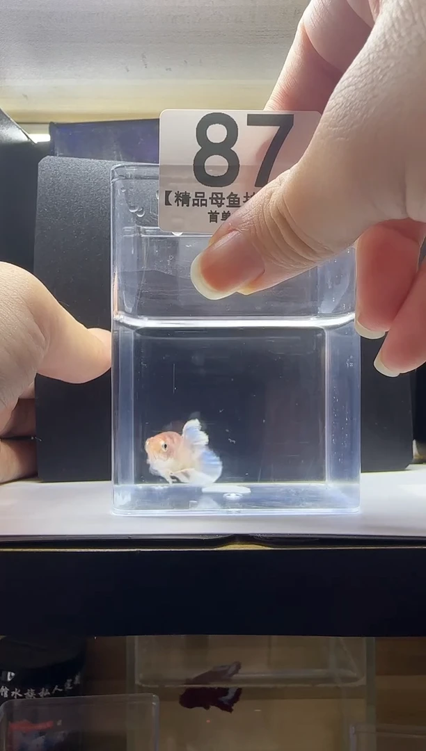 斗鱼泰国斗鱼精品母鱼编号87