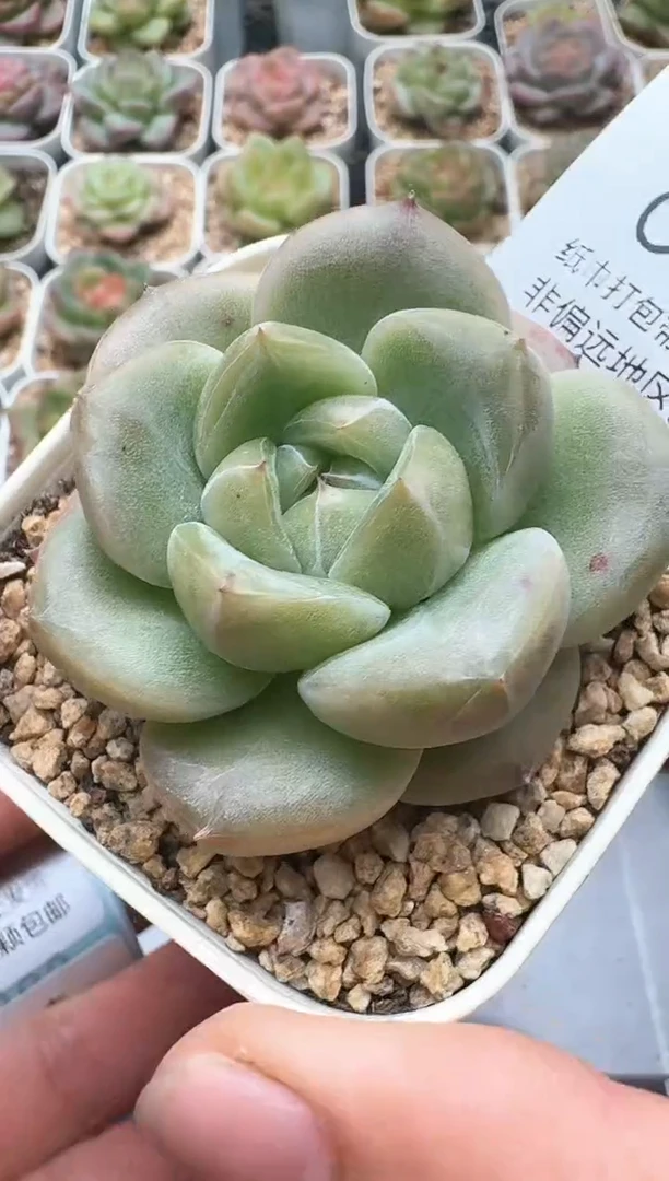 877C云禹多肉植物 带盆土纸巾打包 3颗包邮