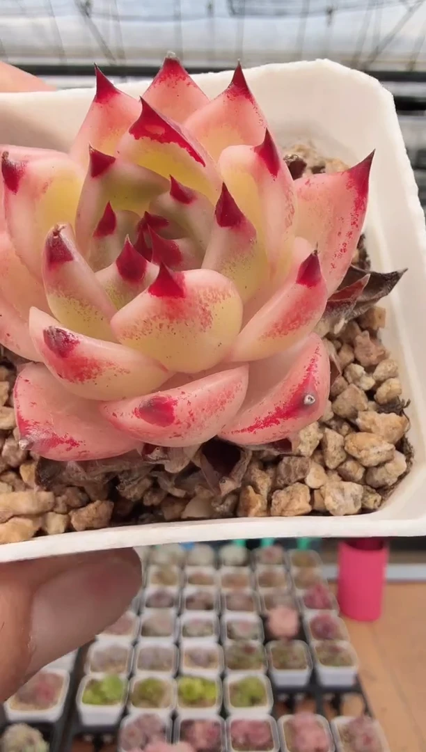 东云多肉园新款-189